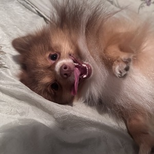 Fundraising Page: Milo Sparks